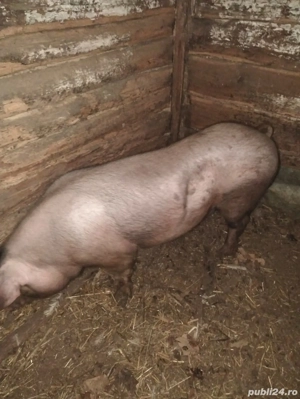 vînd porc gras - imagine 2