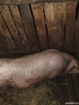 vînd porc gras - imagine 3