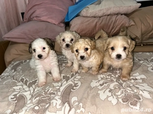 Bichoni maltezi  - imagine 3