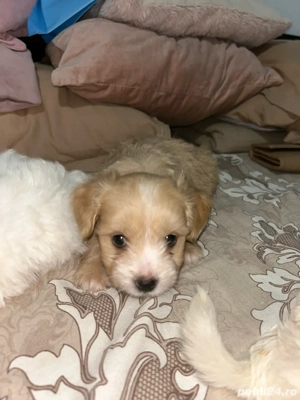 Bichoni maltezi  - imagine 4