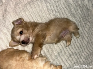 Bichoni maltezi  - imagine 2