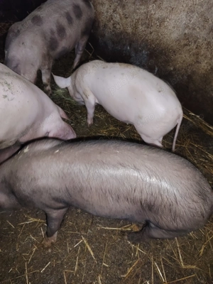 Vand 4 purcei - imagine 2