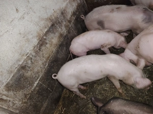 Vand 4 purcei - imagine 3