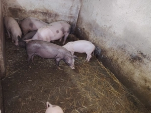 Vand 4 purcei - imagine 4