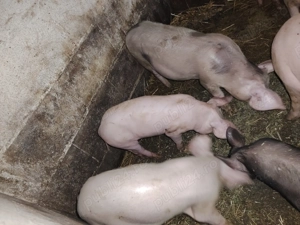 Vand 4 purcei - imagine 5