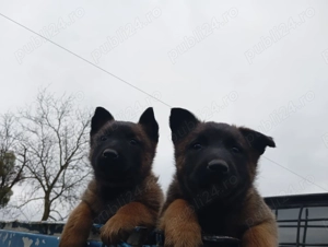 Cățeluși noștri doresc alti stapani.