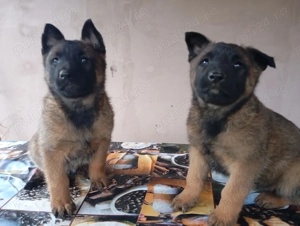 Cățeluși noștri doresc alti stapani. - imagine 2