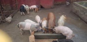 Purcei de vanzare - imagine 4