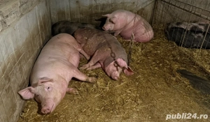 Porci de vânzare 
