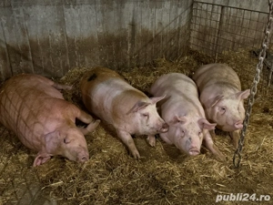 Porci de vânzare  - imagine 4