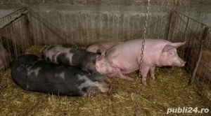 Porci de vânzare  - imagine 3