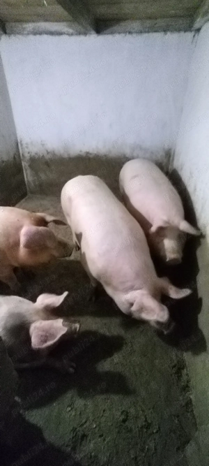 Vand porci . - imagine 2