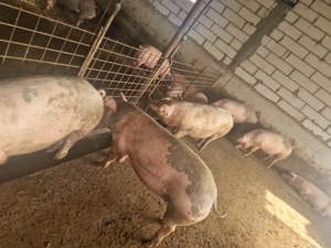 Vând porci - imagine 3