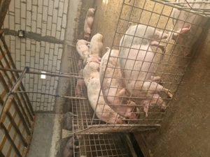 Vând porci - imagine 2