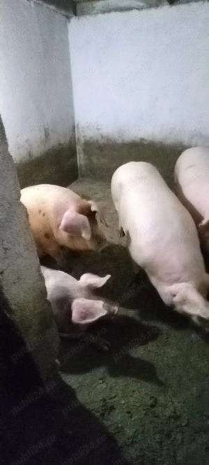 Vand porci . - imagine 3