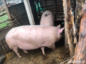 vand porc purcea la alegere,17 lei kg(negociabil) Porc alb de carne 