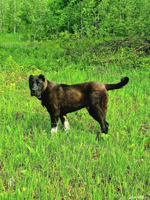 Ciobănesc de Asia Centrală 