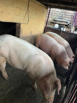 Vand porci - imagine 2