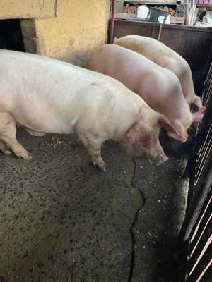 Vand porci - imagine 3