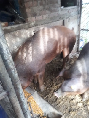 Vind porci de carne duroc - imagine 3