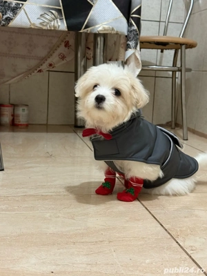 Vand  bhișon  - imagine 2