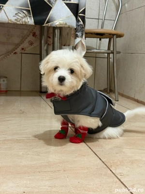 Vand  bhișon  - imagine 4