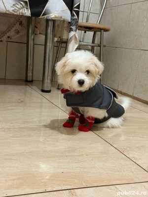 Vand  bhișon  - imagine 3