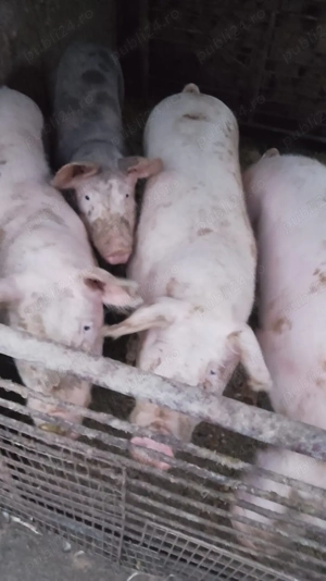 Vand porc Vladimirescu