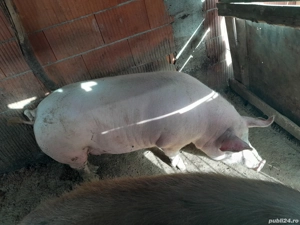 porci de vanzare 