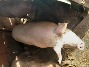 porci de vanzare  - imagine 2