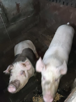 Porci de vanzare  - imagine 2