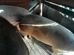 porci de vanzare  - imagine 3