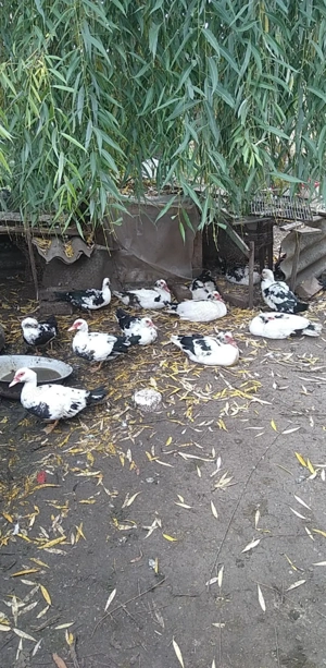 Ratoi lesesti Bordeasca veche