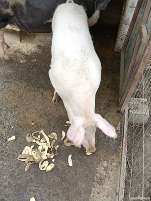 vand porc de casa - imagine 2
