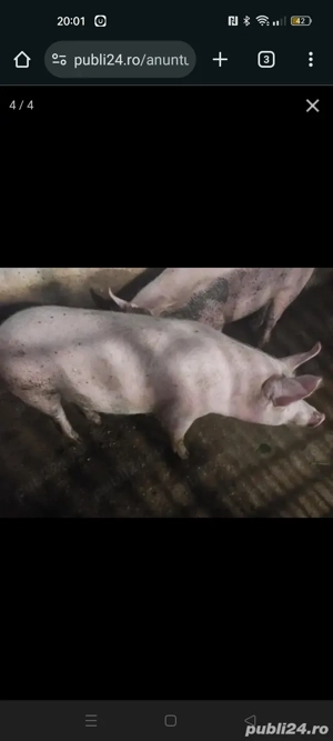 Vînd  porci de carne - imagine 2
