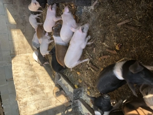 Purcei șoldani porci - imagine 2