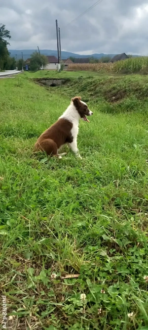 Cățelușă border collie  - imagine 2