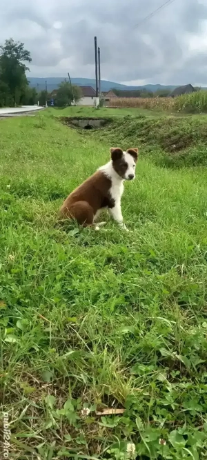 Cățelușă border collie 