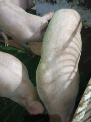 Landrace cu marele alb pentru masa de Crăciun  - imagine 2