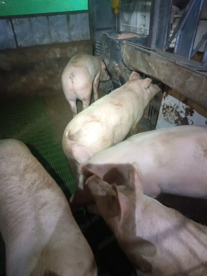 Landrace cu marele alb pentru masa de Crăciun 