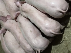 Purcei pentru pretențioși  - imagine 2