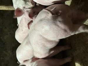 Purcei pentru pretențioși  - imagine 4