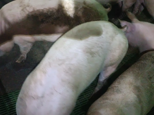 Porci pentru masa de Crăciun rasa marele alb+ landrace de o calitate deosebită  - imagine 4