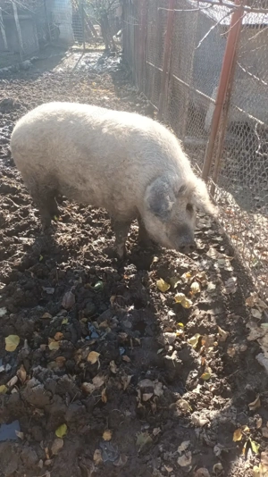 Porc mangalița rasă pură