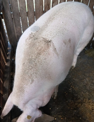 Porci de vânzare, 100-300 kg  - imagine 3