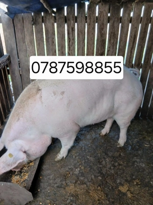 Porci de vânzare, 100-300 kg 