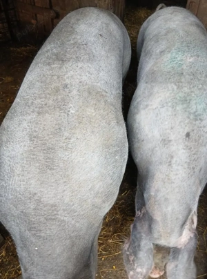 Porci de vânzare, 100-300 kg  - imagine 4