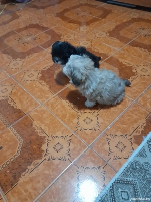 Vând  cățeluși  - imagine 3