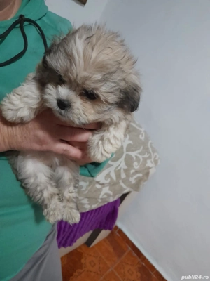 Vând  cățeluși  - imagine 2