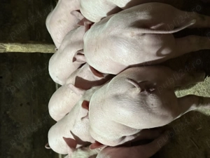 Purcei pentru pretențioși  - imagine 3